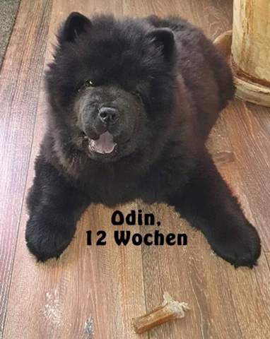 - (Hund, Katze, Tierhaltung)