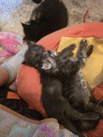 - (Hund, Katze, Tierhaltung)