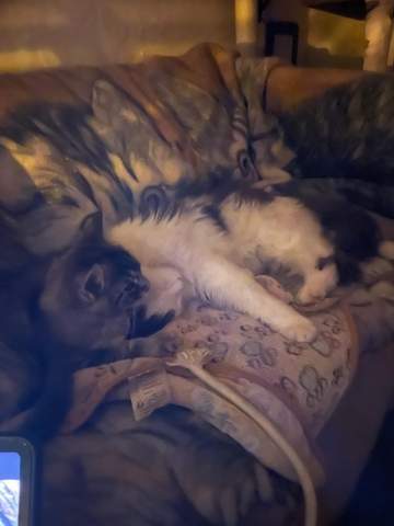 - (Hund, Katze, Tierhaltung)