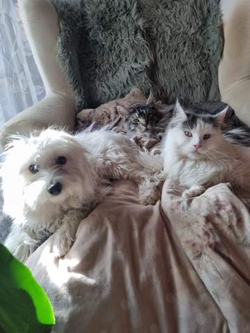 - (Hund, Katze, Tierhaltung)