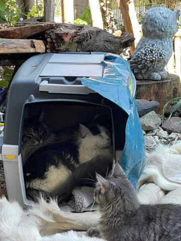 - (Hund, Katze, Tierhaltung)