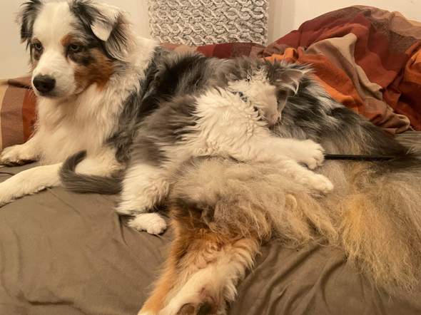 - (Hund, Katze, Tierhaltung)