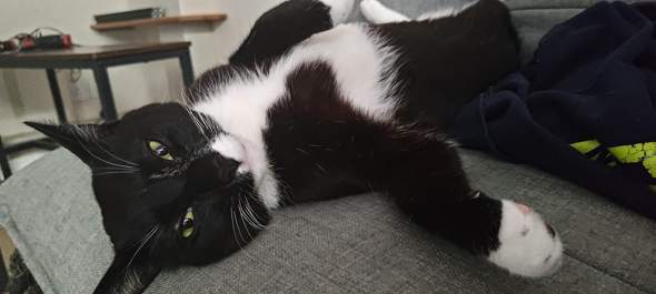 - (Psychologie, Hund, Katze)