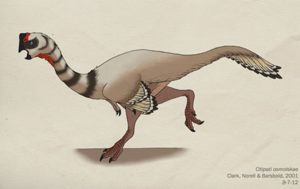 - (Vögel, Dinosaurier)