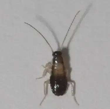 - (Insekten, Schädlinge, Ungeziefer)