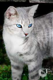 - (Buch, Roman, Warrior Cats)