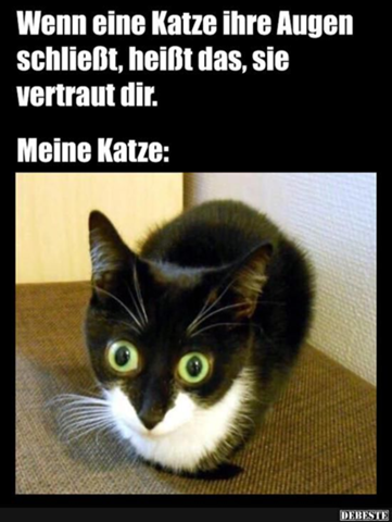 - (Angst, Katze)