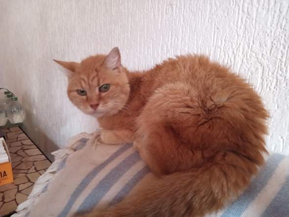 - (Angst, Katze)