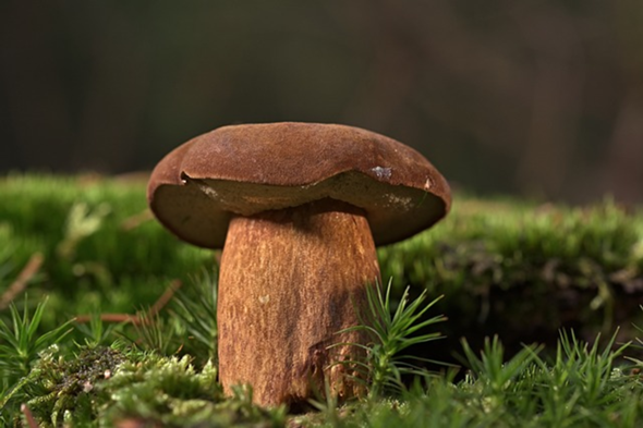 - (Menschen, Pilze, sammeln)