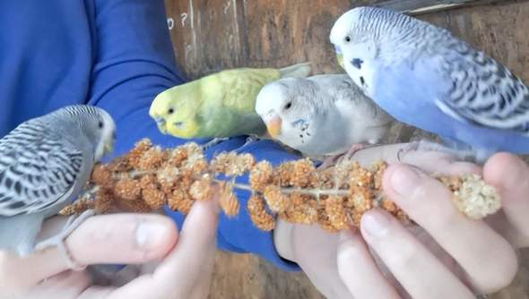 - (Ernährung, Tierarzt, fliegen)