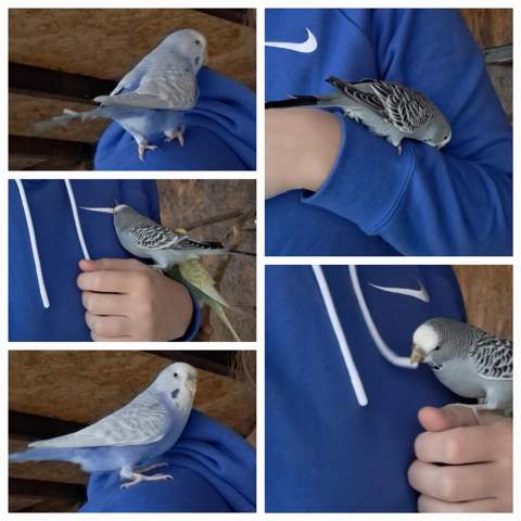- (Ernährung, Tierarzt, fliegen)