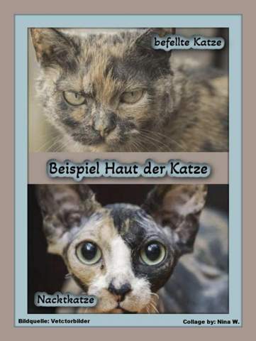 - (Katze, Tierarzt, Tiermedizin)