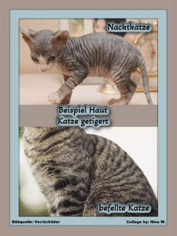 - (Katze, Tierarzt, Tiermedizin)
