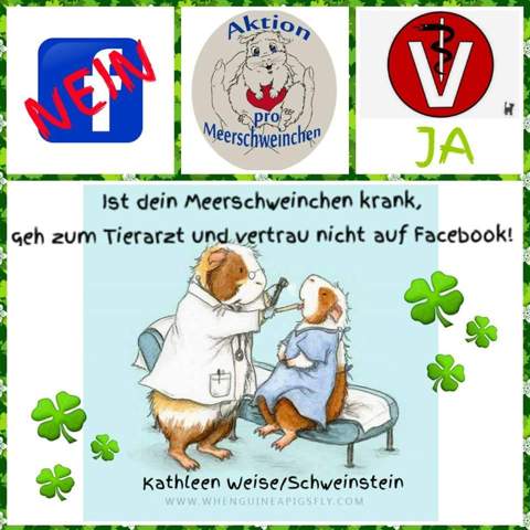- (Gesundheit, Meerschweinchen)