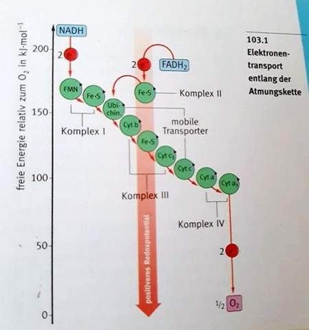 - (Menschen, Biologie, Bio)