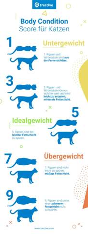 - (Ernährung, Kater, Hauskatze)