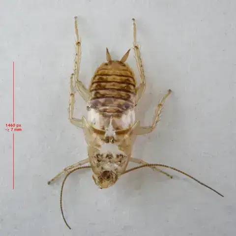 - (Insekten, Schädlinge, Ungeziefer)