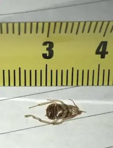 - (Insekten, Schädlinge, Ungeziefer)