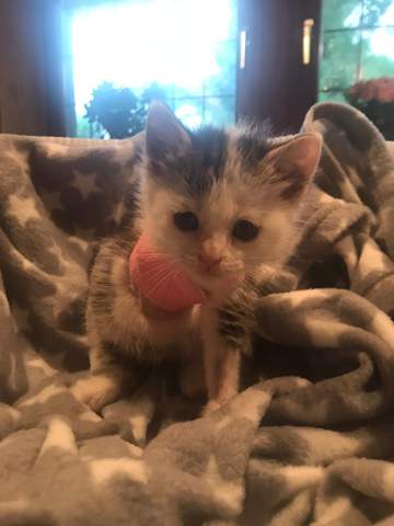 - (Tierarzt, Kater, Tierhaltung)
