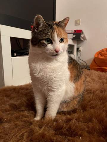 - (Tierarzt, Kater, Tierhaltung)