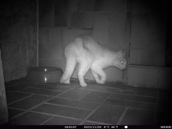 - (Tiere, Katze, Kater)