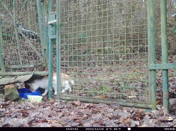 - (Tiere, Katze, Kater)