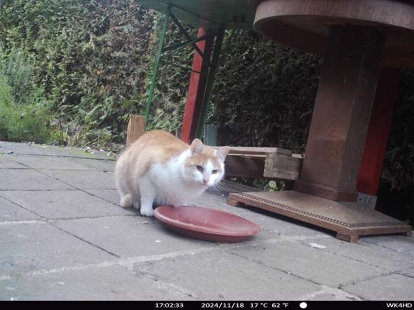 - (Tiere, Katze, Kater)