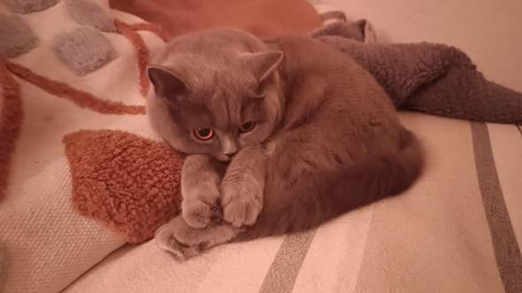 - (Tierarzt, Kater, Tierhaltung)