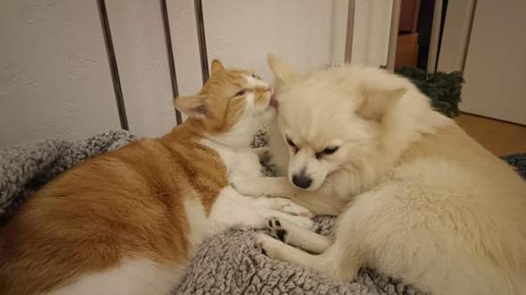 - (Tierarzt, Kater, Tierhaltung)