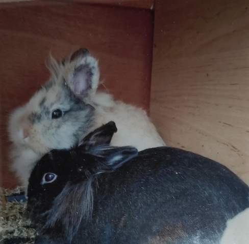 - (Kaninchen, Kleintiere, Kaninchenhaltung)