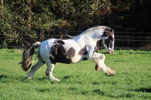 - (Pferd, Pony, Rasse)