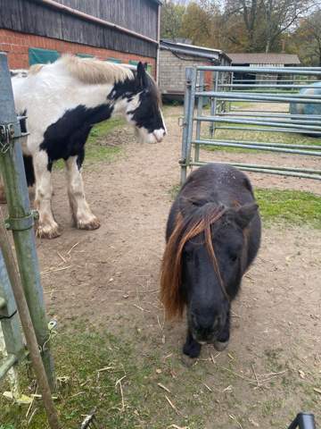 - (Pferd, Pony, Rasse)
