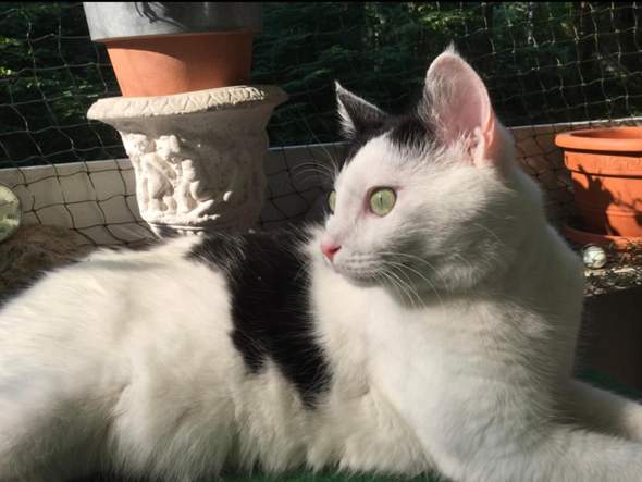 - (Tiere, Katze, Haustiere)