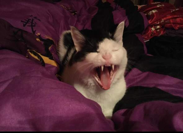 - (Tiere, Katze, Haustiere)