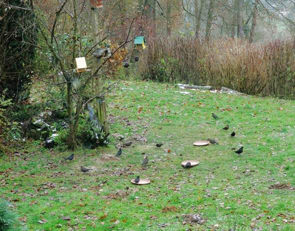 - (Ernährung, Biologie, Tierhaltung)