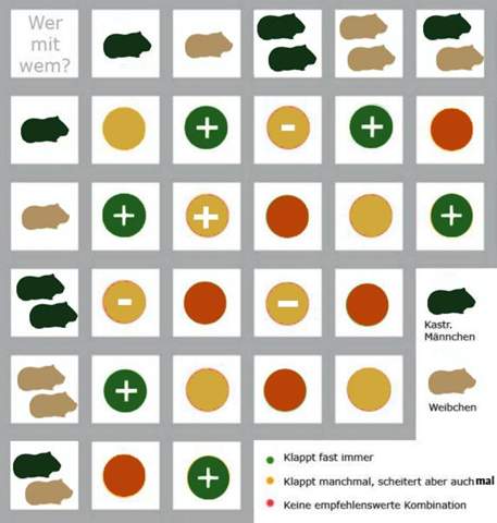- (Geschlecht, Meerschweinchen)