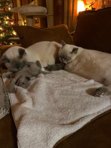 - (Tiere, Katze, Haustiere)