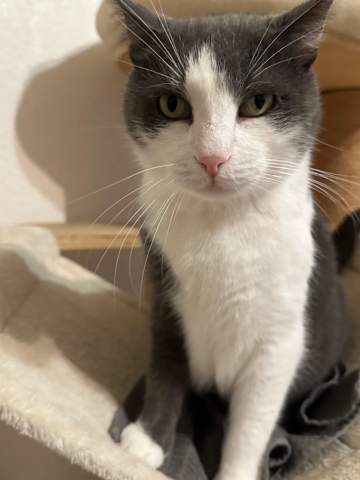 - (Hund, Katze)