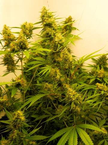 - (Cannabis, Gras, Hanf)