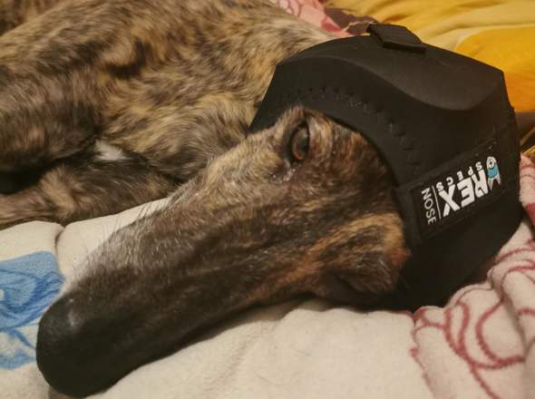 - (Hund, Katze, Tierhaltung)