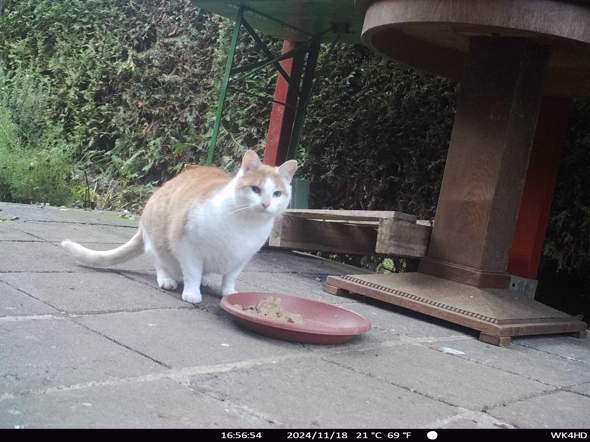 - (Hund, Katze, andere Tiere)