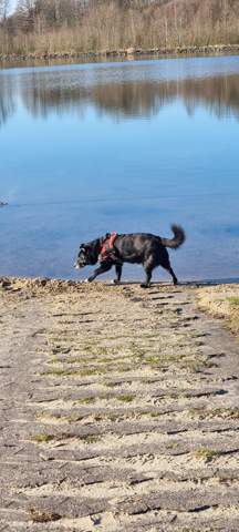 - (Tiere, Lieblingstier)