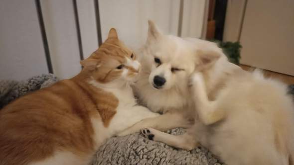 - (Hund, Katze, Tierhaltung)