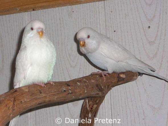 - (Geschlecht, Wellensittich)