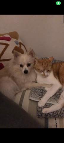 - (Welpen, Hundeerziehung, Hundehaltung)