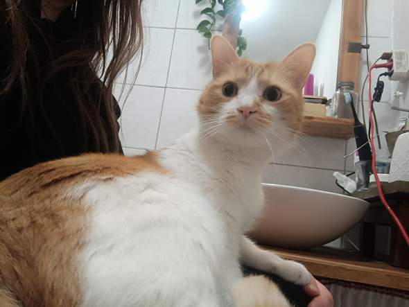 - (Kater, Tierhaltung)