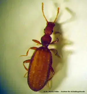 - (Insekten, Schädlinge, Ungeziefer)