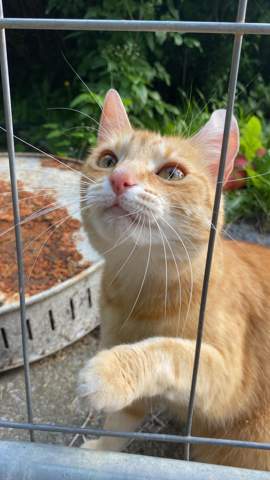 - (Tiere, Hund, Katze)