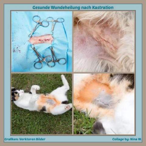 - (Katze, Kater, Tiermedizin)