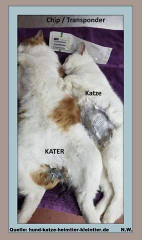 - (Katze, Kater, Tiermedizin)